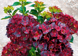 hydrangea macrophylla-gortenziya krupnolistnaya royalty black knight (chernyj rytsar)